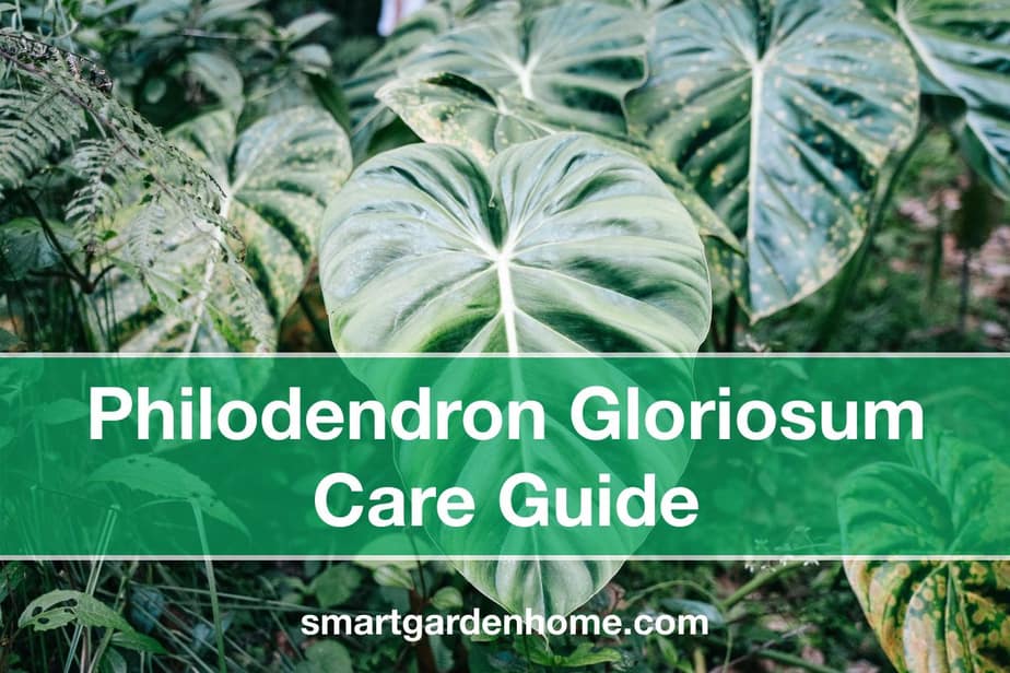 Philodendron Gloriosum Care And Grow Guide Smart Garden Home