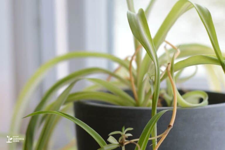 Overwatered Spider Plant Reasons And Fixes Smart Garden And Home