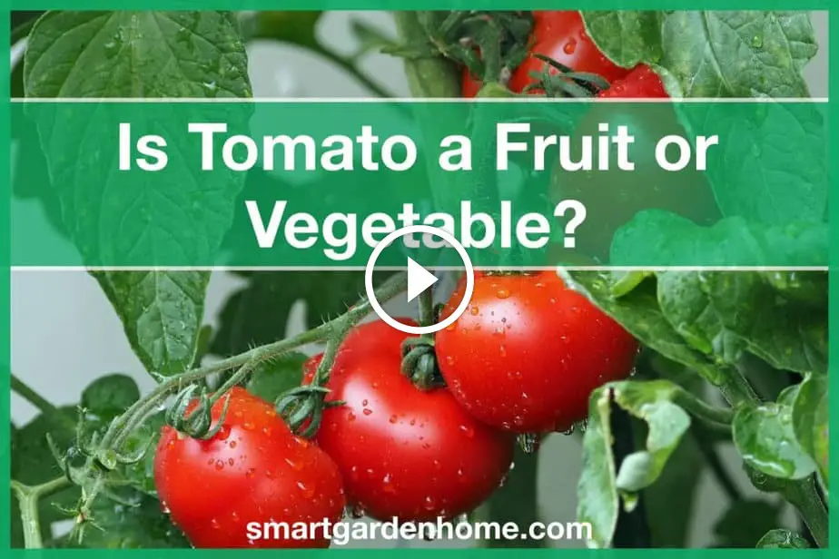 Is Tomato a Fruit or Vegetable? - Smart Garden and Home