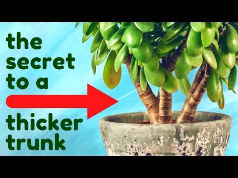 Prune a Jade Plant For Bushy Growth &amp; Thick Trunk