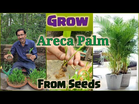 How to grow Areca Palm from Seeds, Areca Palm growing tips