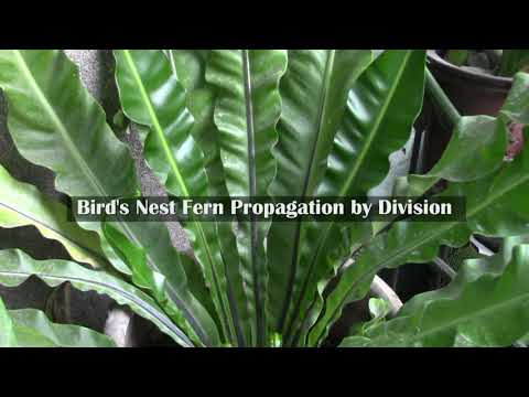 Bird&#039;s Nest Fern Propagation by Division