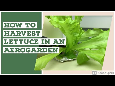 How to Harvest Lettuce from an Aerogarden