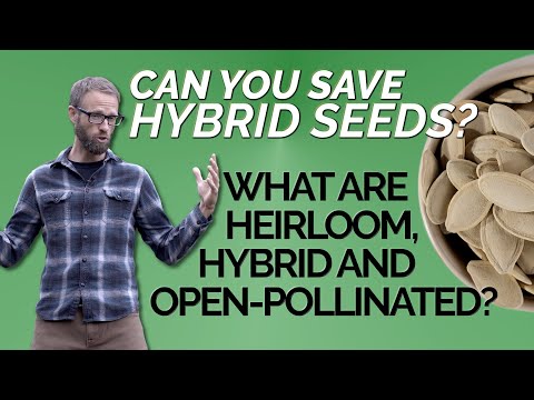 Can You Save HYBRID SEEDS? What Is Open Pollinated, Heirloom?