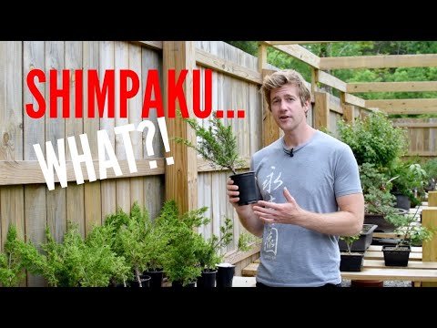 What the HECK is a Shimpaku Juniper? | Bonsai-U