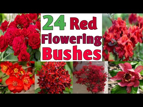 24 Best Red Flowering Bushes for your Garden | Red flower plants for garden | Plant and Planting