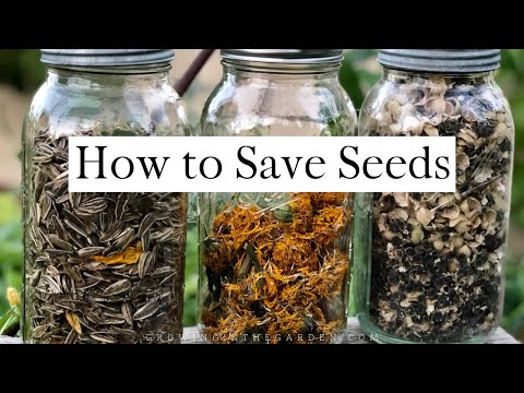 How to SAVE SEEDS: Seed saving TIPS and EXAMPLES