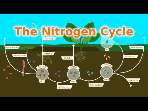Understanding Our Soil: The Nitrogen Cycle, Fixers, and Fertilizer