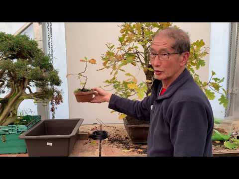 Making an Oak Bonsai