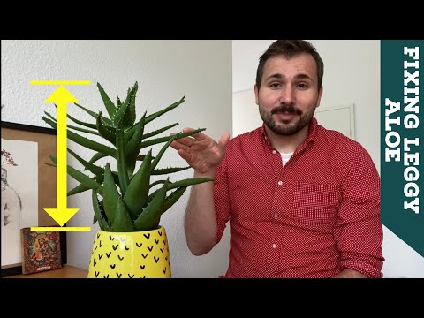 How to Fix a Stretched and Leggy Aloe