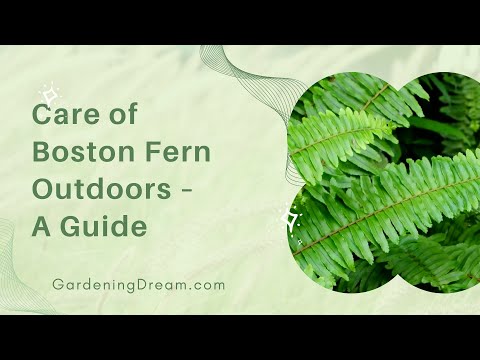 Care of Boston Fern Outdoors – A Guide