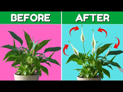 Top 5 Peace Lily Care Tips You Need to Know