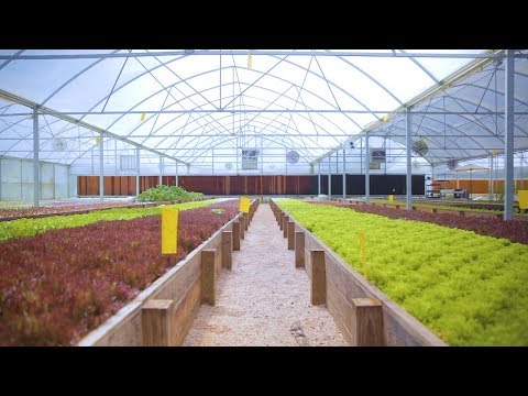 Tour an AQUAPONICS FARM in Texas 🐟 + 🌿= 🤠 Sustainable Harvesters