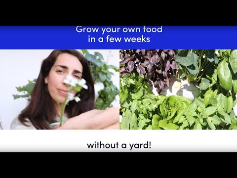 Meet the Lettuce Grow Farmstand