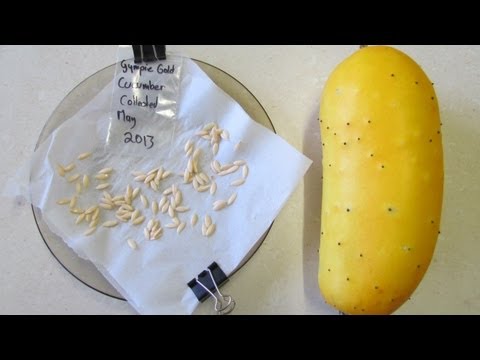 How to save cucumber seeds to grow &amp; seed sharing..