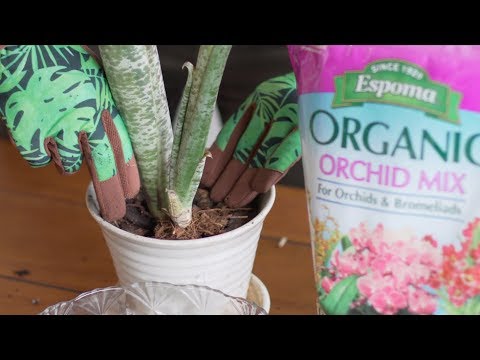 How to Repot Bromeliads — Ep 063