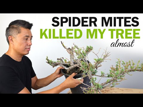 Spider Mites Killed my Tree (almost) Dealing with Bonsai Pests, Failures and Mistakes