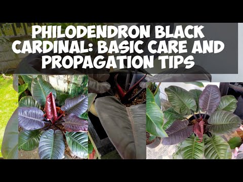 PHILODENDRON BLACK CARDINAL: Basic Care and Propagation Tips