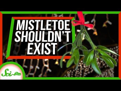 Mistletoe: The Holiday Plant That Shouldn’t Exist