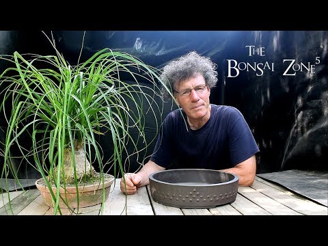 Repotting my Ponytail Palm Bonsai, The Bonsai Zone, June 2018