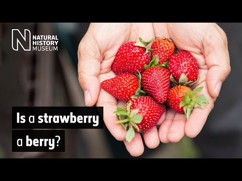 Is a strawberry a berry? | Natural History Museum