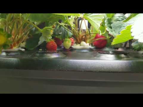 AeroGarden Strawberry Grow Success: Tips and Tricks, Lessons Learned