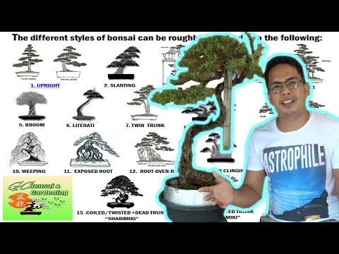 The different Styles of Bonsai (Explained)| [Beginner&#039;s Guide]