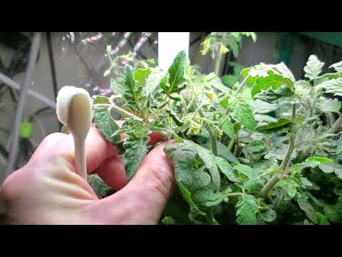 How To Pollinate Aerogarden Tomatoes