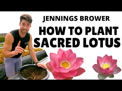 Planting Sacred Lotus for Flowers the First Season! Planting Blooming Kamal - Bua