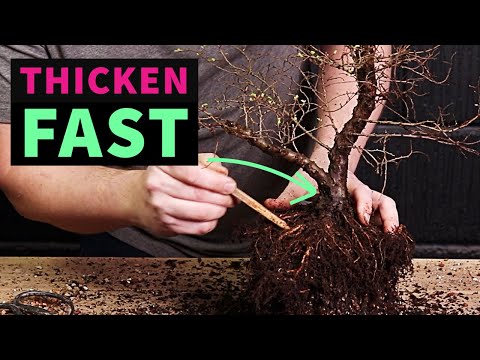 Thicken Bonsai Trunks The Easy Way