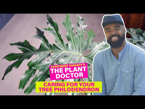 How to Care for Your Tree Philodendron | The Plant Doctor | Apartment Therapy
