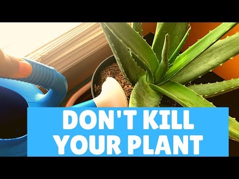 How I Water My Indoor Aloe Vera Plant | Aloe Vera Plant Watering Tips