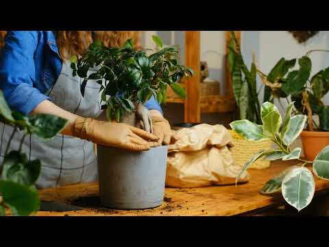 The Art of Bonsai Cultivating Miniature Trees at Home