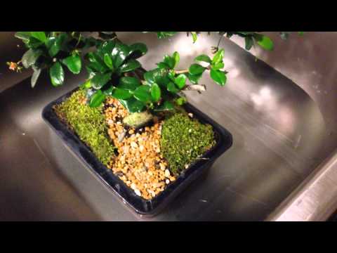 How to water your bonsai using a water bath