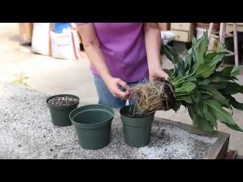 How to repot a Peace Lily