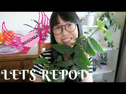 How I repot my ANGEL WING BEGONIA Oct 2018