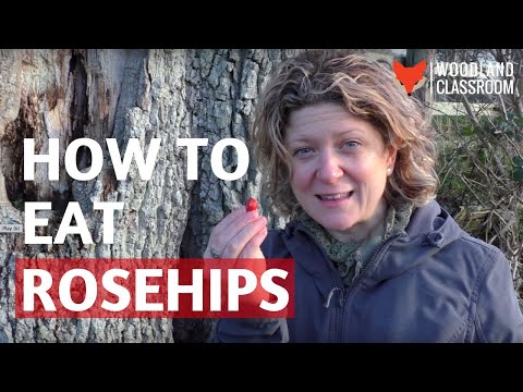 How to Eat Rosehips