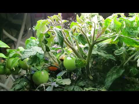 Pruning Your Aerogarden Tomatoes