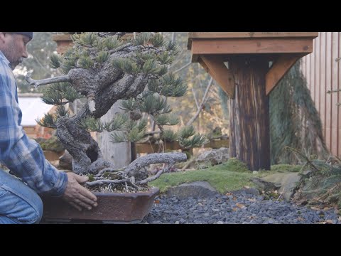 Overwintering Bonsai trees