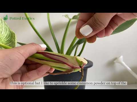 How to Propagate Philodendron Birkin using Stem Cuttings