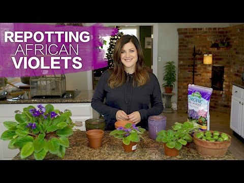 Repotting African Violets // Garden Answer
