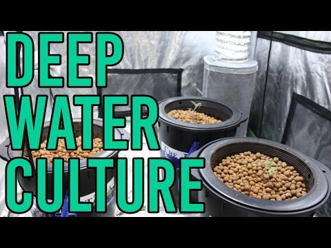 How To Setup a Hydroponic DWC Deep Water Culture System
