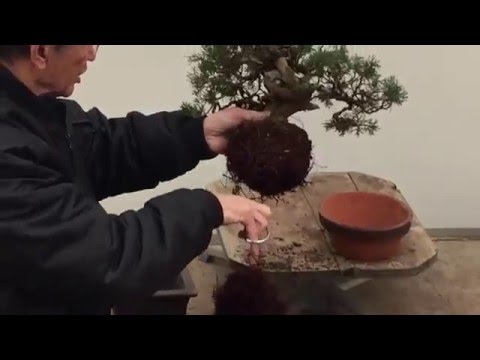 Bonsai Tree Repotting Tutorial | Peter Chan