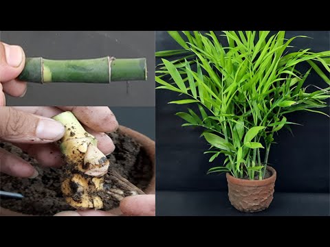 How to Grow Bamboo Palm plant from cuttings