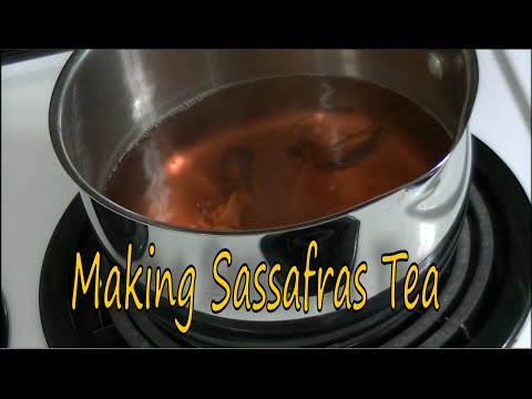 Harvesting Edible Sassafras Root For Making Tea