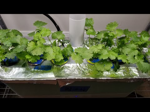 Grow Cilantro in Aerogarden Harvest Hydroponics System