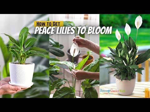 How to Get Peace Lilies to Bloom