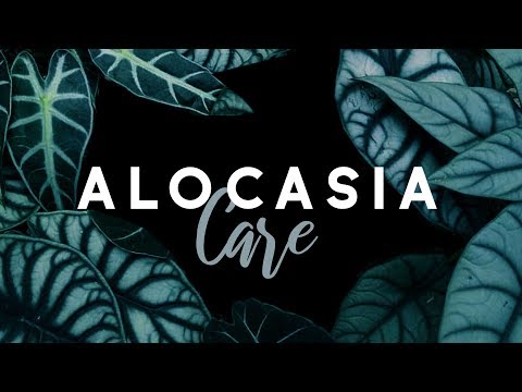 An In-Depth Guide To Alocasia Care