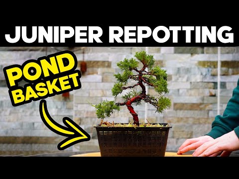 Repotting a Chinese Juniper Bonsai Tree - Itoigawa