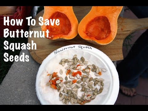 How To Save Butternut Squash Seeds